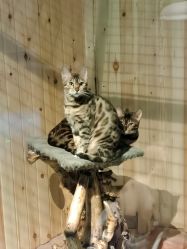 -未来动物城动物主题公园(大悦城店)