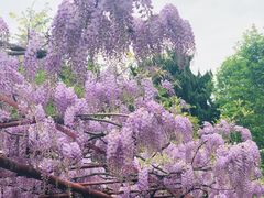 -嘉定紫藤园