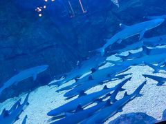 -烟台海昌鲸鲨海洋公园