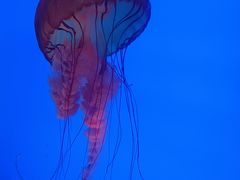 -合肥海洋世界