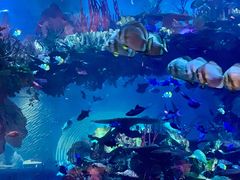 -迪拜帆船酒店海底餐厅