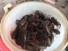 -同銮特种养殖场·龙虾垂钓