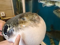 -天正河鲀·河豚亭(大连店)