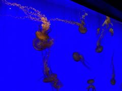 -上海海洋水族馆