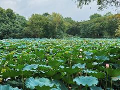 -西溪国家湿地公园