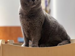 -有猫主题·治愈系猫咖(曾厝垵店)