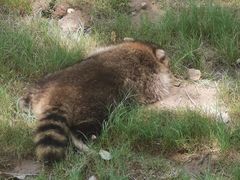 -上海野生动物园