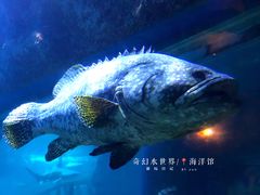 -西安曲江海洋极地公园