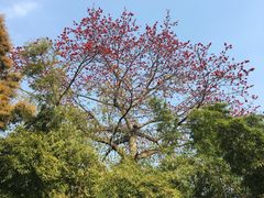-广州兰圃