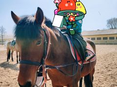 -北京群众马术培训基地