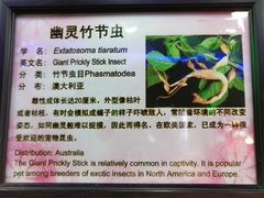 -上海大自然野生昆虫馆(东方明珠·爬宠昆虫探索中心)