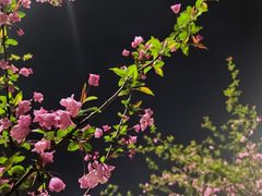 -中央公园(苏州工业园区)