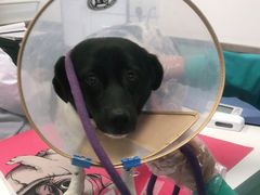 -欧奕国际动物医院