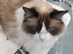 -四月宠物医院·猫专科·心脏专科·内科(转塘店)