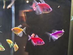 -欢乐海岸海洋奇梦馆