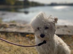 -艾贝尔宠物医院 ·内科全科(梁溪路店)