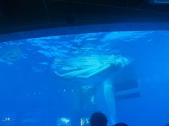 -海合安成都极地海洋公园