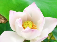 -荷塘月色湿地公园·向阳花洲