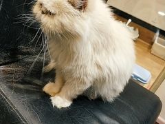 -猫色咖啡·猫咖