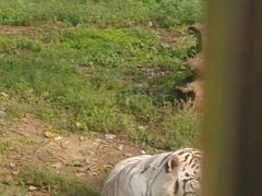 android_upload_pic-西安秦岭野生动物园