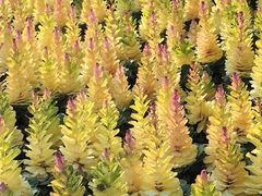 -七宝老街-闵行市民文化广场