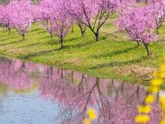 -花开海上生态园