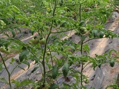 iphone_upload_pic-万源龙顺度假庄园生态观光园