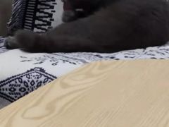 -平行世界·猫咖(首经贸店)
