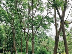 -日照海滨国家森林公园