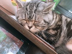 -李小姐の猫咖啡馆(五角场店)