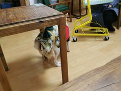-猫色咖啡·猫咖