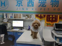 -西安京西宠物医院·瘫痪·疑难杂症