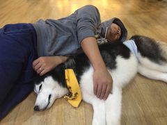 -Husky Go! 哈士奇体验馆·宠物咖啡厅狗咖