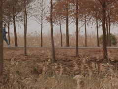 -宁波杭州湾国家湿地公园