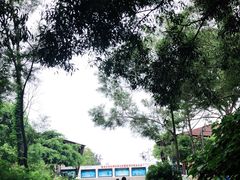 -广东惠东海龟国家级自然保护区