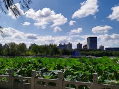 -莲花池公园