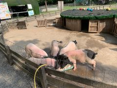 -前小桔亲子创意农场·草莓采摘·露营烧烤