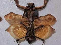 -上海昆虫博物馆