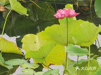 北京什刹海公园，北方的水乡