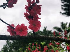 -桃花涧