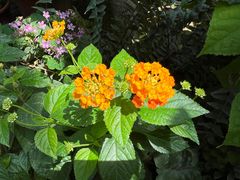 -国家植物园南园