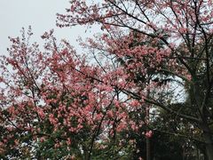 -三水森林公园