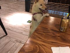 -百好乐宠物友好餐厅(朝外大街店)