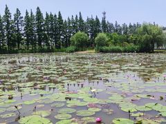 -上海长兴岛郊野公园