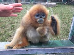 -西安秦岭野生动物园