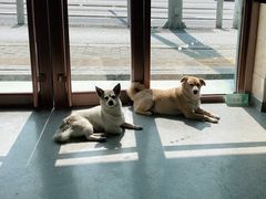 -安安宠医·安宠宠物医院