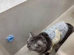 -共舞时光猫咖·狗咖(新街口店)