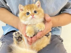 -lincat·猫舍(广州店)