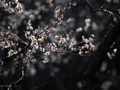 -白塘生态植物园