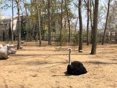 -大连森林动物园